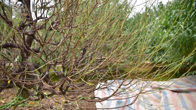 Un jardin de pêchers de Nhât Tân dans l’arrondissement de Tây Hô, à Hanoi. Photo : VOV.