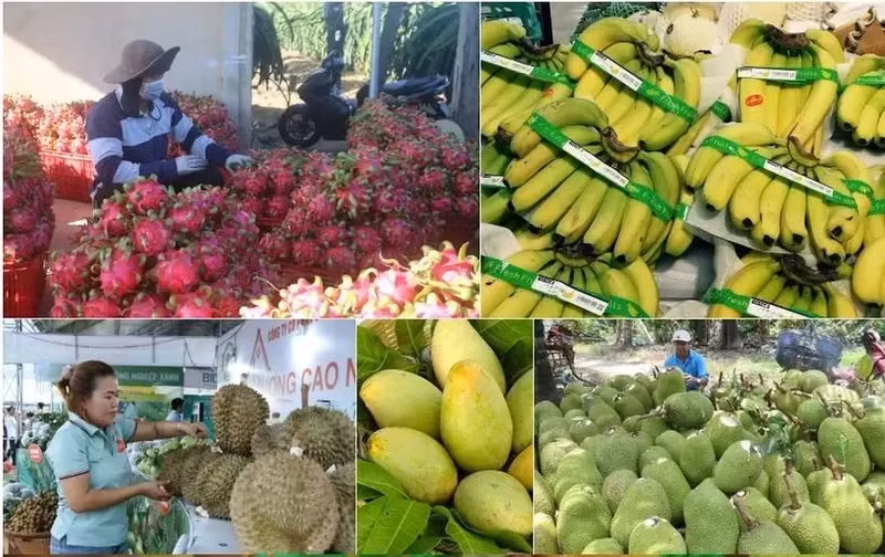 De nouveaux marchés aident les exportations de fruits à atteindre des revenus record