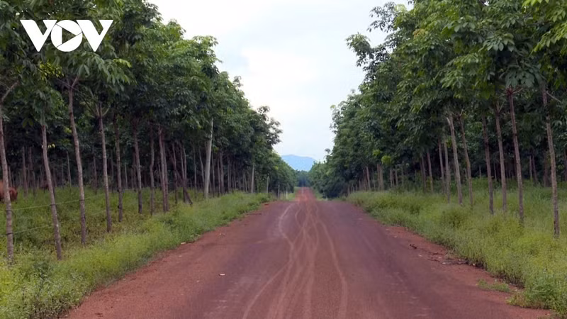 Un certain nombre de projets de culture de caoutchouc du Vietnam dans la province d'Attapeu, au Sud du Laos, ont obtenu des résultats positifs depuis 2008. Photo: VOV