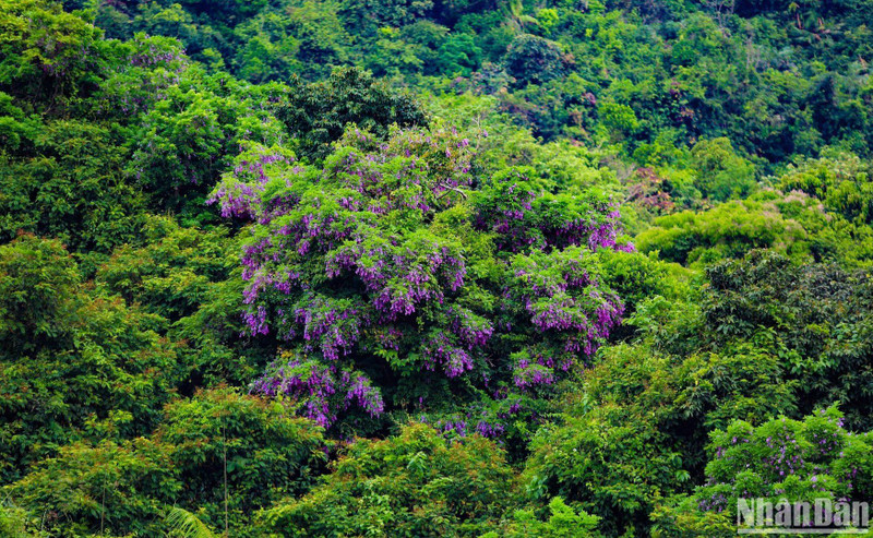 Des fleurs de millettia ichthyochtona à la péninsule de Son Trà. Photo : nhandan.vn