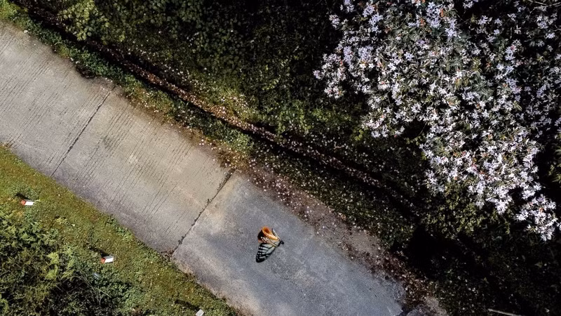 Saison des fleurs de rhododendrons au sommet de Phia Oac ảnh 4