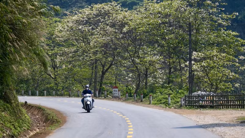 À cette époque, les visiteurs à Cao Bang peuvent également voir d'innombrables fleurs sauvages s'épanouir après des mois d'hiver froid. Photo : VOV.