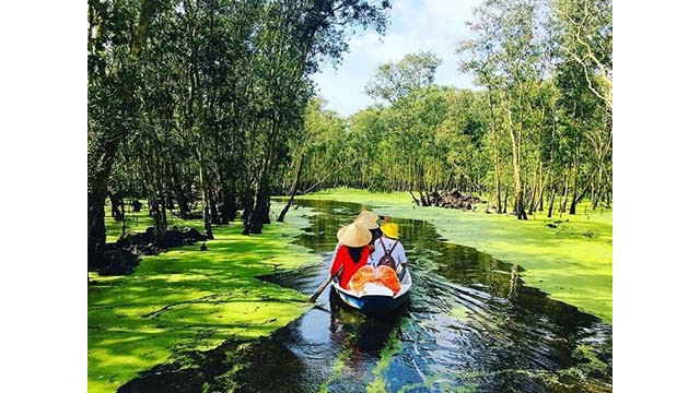 La forêt d'U Minh est une grande forêt célèbre au Vietnam. Photo : vtcnews.vn