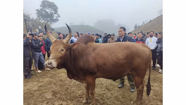 La chose la plus importante dans le choix d'un bon bœuf de combat, ce sont les yeux et les cornes. Photo : baobackan.com.vn