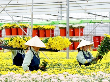 Photo : Dalat Hasfarm.