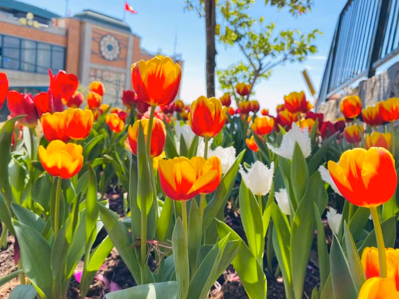 Le mont Bà Den est devenu un paradis floral avec plus de 30 espèces de fleurs, plus de 400 000 plantes et des milliers de tulipes. Photo : NDEL.
