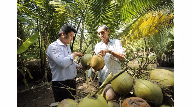 L'industrie vietnamienne de la noix de coco est classée 4e en valeur totale sur le marché mondial de la noix de coco. Photo d'illustration : VGP.