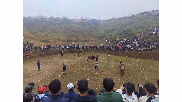 Un grand nombre de touristes arrivent dans la zone où se déroule le combat des boeufs de Mù La. Photo : baobackan.com.vn 