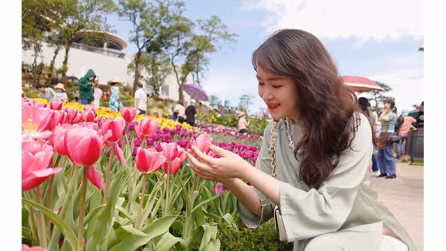 Les visiteurs ne peuvent s'empêcher d’être séduits par la beauté des tulipes. Photo : NDEL.