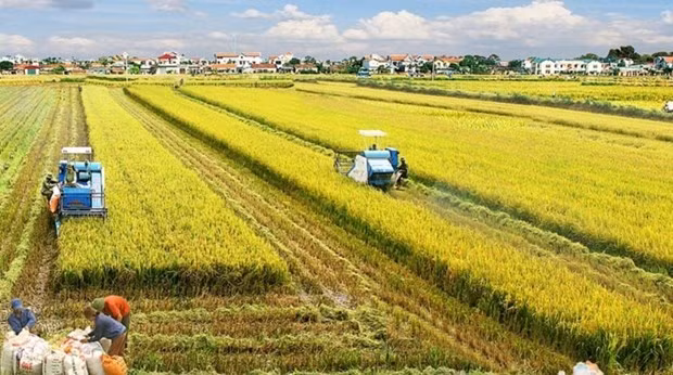 Le delta du Mékong, grenier à riz du Vietnam. Photo : VNA.