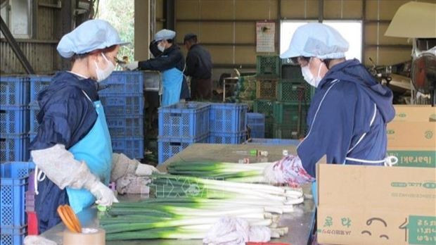 Les ressortissants vietnamiens représentent la plus grande proportion de la population de travailleurs étrangers au Japon. Photo: VNA