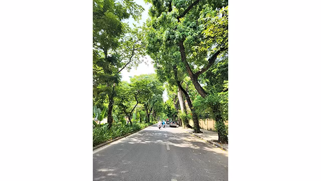 La rue Hoàng Diêu bordée d’arbres. Photo : Thuy Linh.