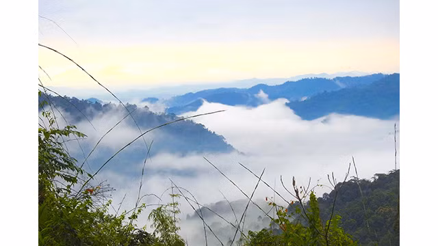 Le parc national de Pù Mat dans la province de Nghê An. Photo : tienphong.vn