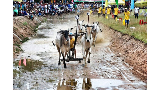 La courses de taureaux de Bay Nui. Photo : mia.vn