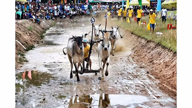 La courses de taureaux de Bay Nui. Photo : mia.vn