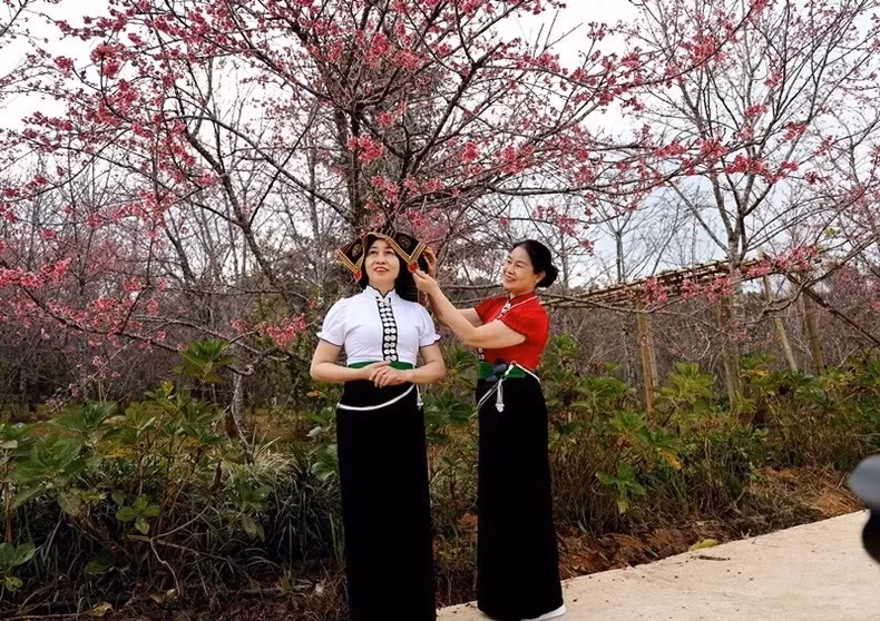 Une photo prise sous un cerisier à fleurs. Photo : NDEL. Une photo prise sous un cerisier à fleurs. Photo : NDEL.