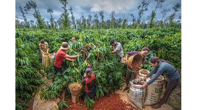 Buôn Ma Thuôt est le berceau des « meilleurs grains de café Robusta au monde », devenant ainsi la « Ville du café du monde » saluée dans le film « The Tao of coffee » produit par Warner Bros. Découverte et diffusée mondialement à la fin de novembre 2023. Photo: baoquocte.vn
