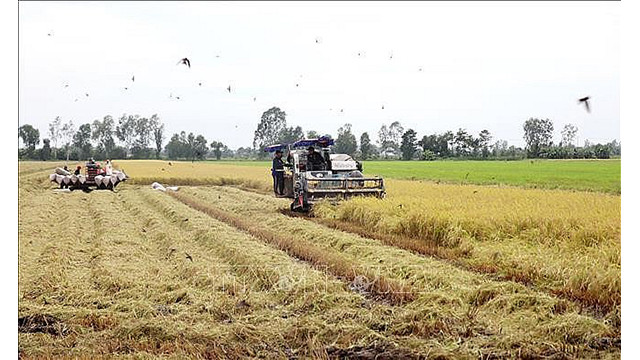 Selon la stratégie de développement agricole du Vietnam, d'ici 2030, le taux moyen de croissance de la valeur de la production agricole sera de 2,2 à 2,5 % par an. Photo : VNA.