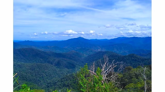 Le Cunninghamia konishii vieux de plus de 2 000 ans dans la zone centrale du parc national de Pù Mat dans la province de Nghê An. Photo : tienphong.vn