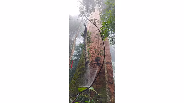En octobre 2010, cet arbre a été reconnu par l'Association vietnamienne pour la protection de la nature et de l'environnement comme arbre du patrimoine vietnamien. Photo : tienphong.vn