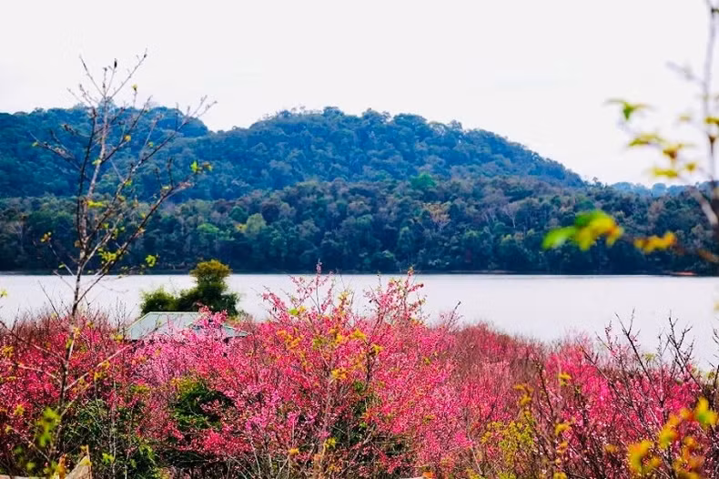 Les cerisiers se rivalisent pour montrer leur beauté. Photo : NDEL. Les cerisiers se rivalisent pour montrer leur beauté. Photo : NDEL.