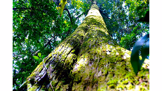 Photo : tienphong.vn