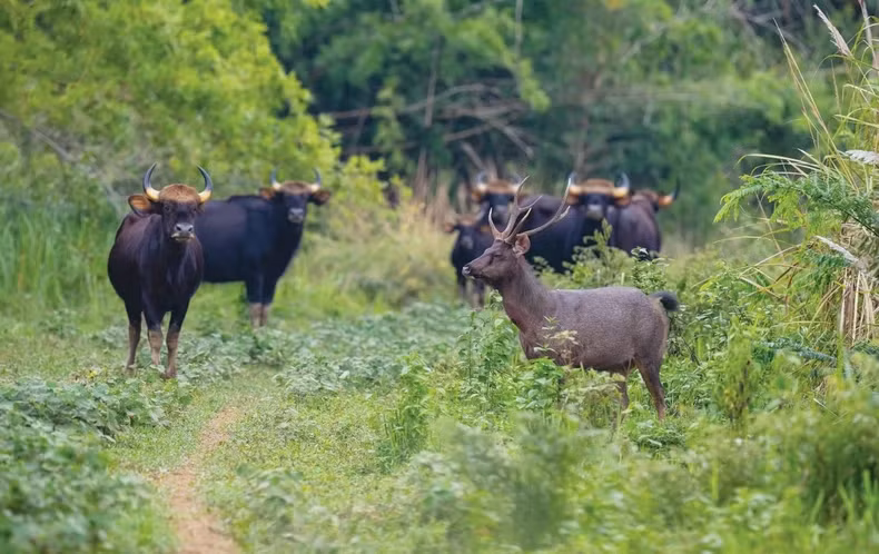 Le parc national de Cat Tiên s'efforce d'être inscrit sur la Liste verte de l'UICN ảnh 1