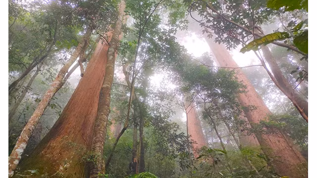Le Cunninghamia konishii vieux de plus de 2 000 ans. Photo : tienphong.vn