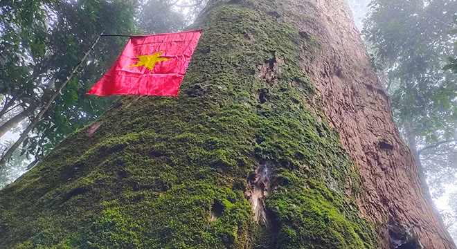 Le vieux cunninghamia konishii a de plus de 2 000 ans dans la zone centrale du parc national de Pu Mat, mesure environ 70 m de hauteur. Photo : tienphong.vn