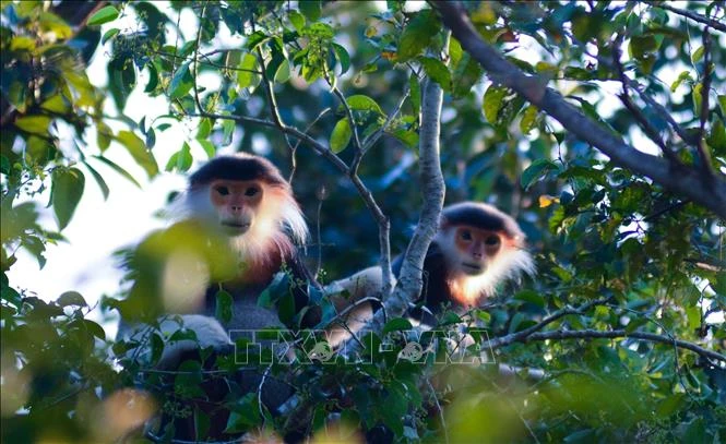 Les douc à pattes rousses à Dà Nang. Photo: VNA