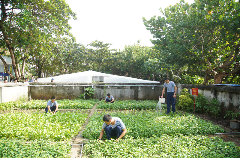 Les potagers des soldats sur l'île de Truong Sa. Photo : baobacgiang.com.vn