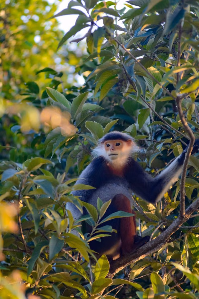 Gros plan d’un douc à pattes rousses. Photo: VNA
