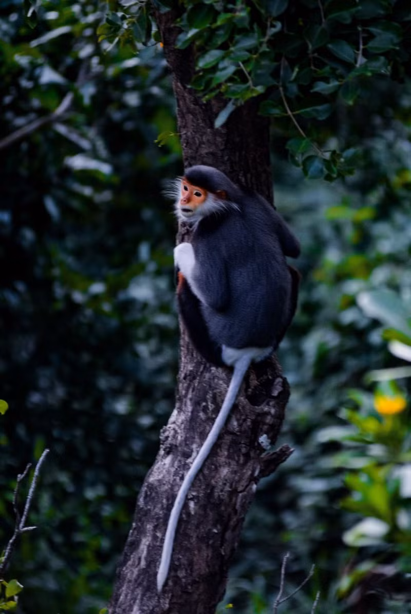 Un douc à pattes rousses saute d'arbre en arbre. Photo: VNA