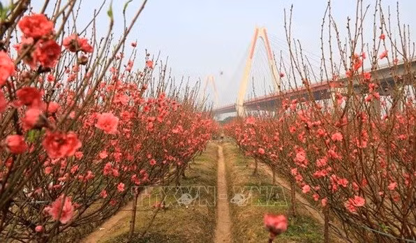 La fleur de pêcher. Photo : VNA