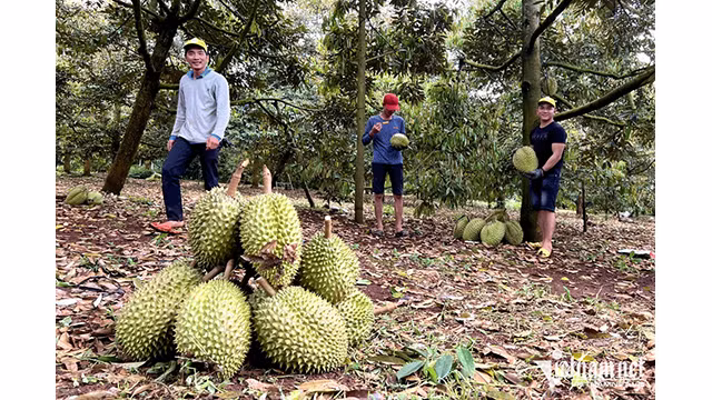 Ce fruit de spécialité du Vietnam pourrait rapporter un milliard de dollars en 2023. Photo : vietnamnet.vn