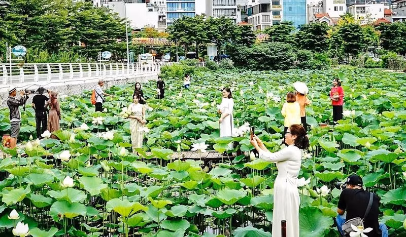 Hanoï, l'une des zones de culture du lotus les plus célèbres du Vietnam. Photo : VNA.