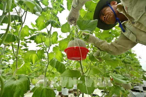 Dans une ferme biologique à Bac Ninh. Photo: VNA