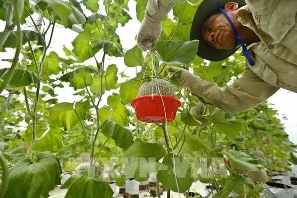 Dans une ferme biologique à Bac Ninh. Photo: VNA