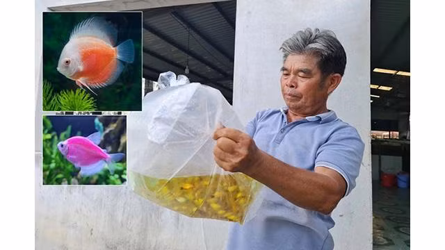 Le directeur de la coopérative des créatures ornementales de Sai Gon, Nguyen Van Thuy. Photo: tuoitre
