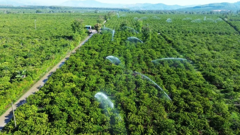 Arrosage du café à l'aide du système d'irrigation économes en eau dans un champ dans la commune de Dak Mar, district de Dak Ha, province de Kon Tum. Photo : NDEL