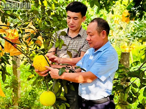 Après la transition numérique, la marque de pamplemousse Phuc Trach (dans le district de Huong Khê) a élargi son marché de consommation, contribuant ainsi à améliorer la valeur du produit. Photo : NDEL. 
