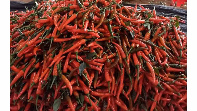 Les exportations du piment ont atteint 8 296 tonnes de piment en 8 mois. Photo : congthuong.vn