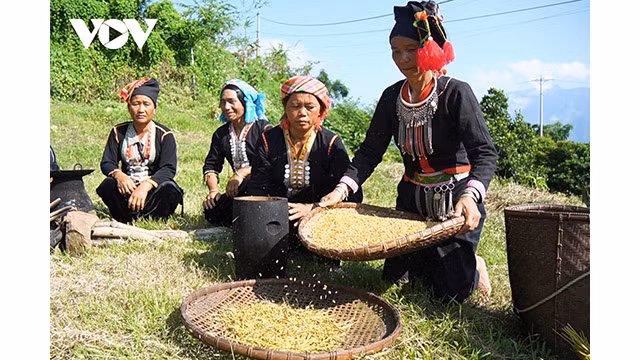 Les gerbes de riz récoltées sont séparées en graines de la manière traditionnelle des Khơ Mú. Photo : VOV.