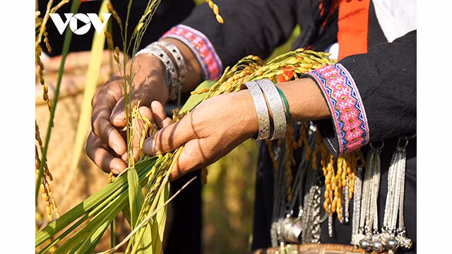 Après ils sont tamisés, puis torréfiés pour préparer le « cốm ». Photo : VOV.