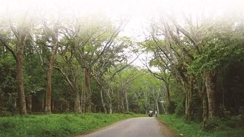 Cuc Phuong possède une flore et une faune aussi abondantes que diversifiées.Photo : DL/VNA