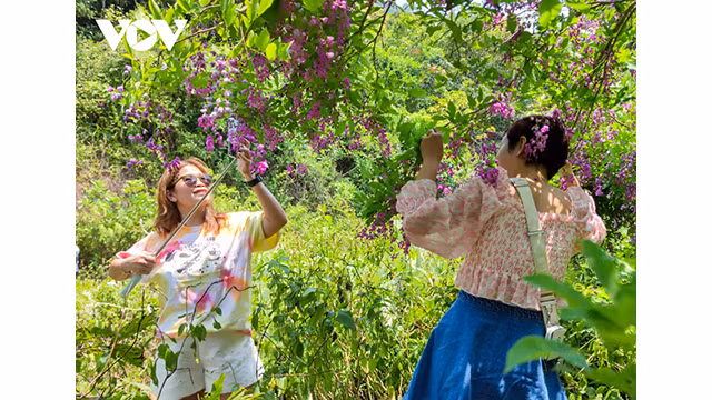 La péninsule de Son Trà est une forêt naturelle avec une grande valeur en ressources et un écosystème diversifié pour Dà Thanh. Photo : des grappes de millettia ichthyochtona sont brillantes au soleil. Photo : VOV.