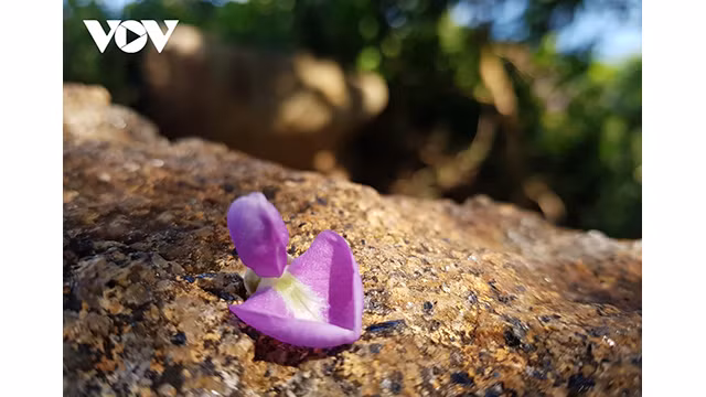 Un pétale de la fleur de millettia ichthyochtona. Photo : VOV.