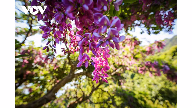 Chaque mois de mai, le millettia ichthyochtona fleurit, couvrant de violet le flanc de la montagne ou la péninsule de Son Trà. Photo : VOV.