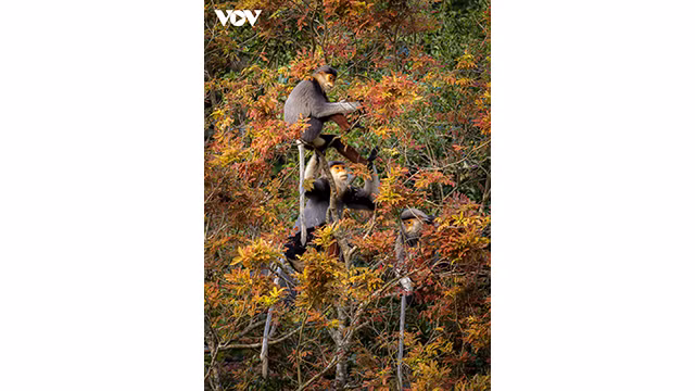 La couleur rouge s'étend jusqu'aux falaises. Photo : VOV.