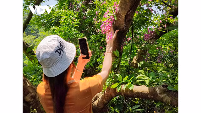 Les visiteurs seront ravis de voir la couleur violette vibrante de cette fleur. Photo : VOV.